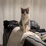 Foto de gato encontrado en Montpellier