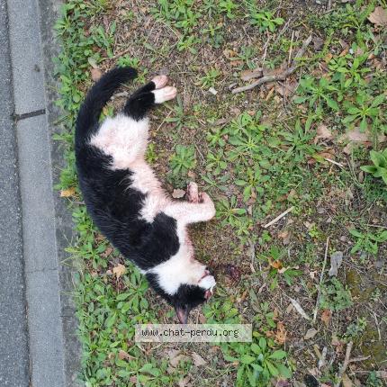 Foto 1/1 Gato encontrado Encontrado en Castanet tolosan