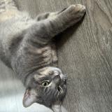 Foto del gato perdido en Vernou La Celle Sur Seine