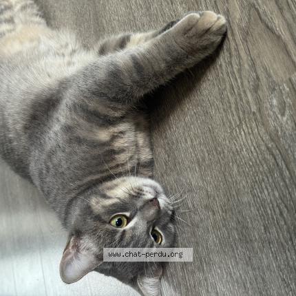 Foto 1/1 Meeko Chat perdido en Vernou la celle sur seine