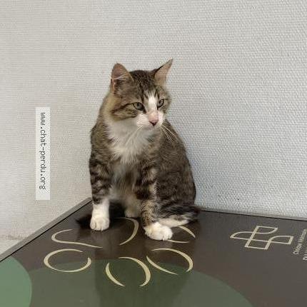 Foto 1/1 Raven anciennement Brikenstock Chat perdido en Gorges