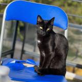 Foto del gato perdido en Longpont Sur Orge