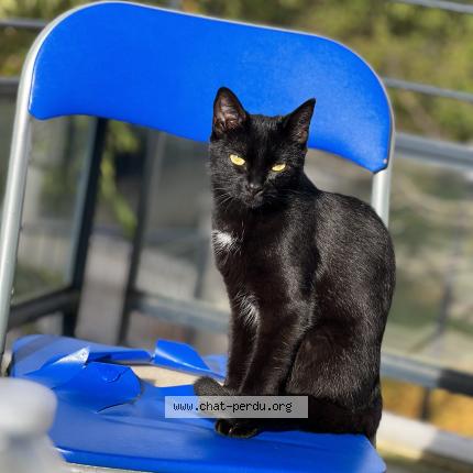 Foto 1/1 Poupouille Chat perdido en Longpont sur orge