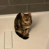 Foto del gato perdido en Coaraze