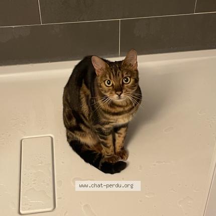 Foto 1/1 Samira Chat perdido en Coaraze