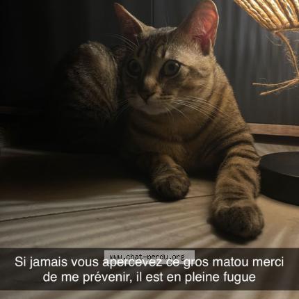 Foto 1/1 Simba Chat perdido en Josselin