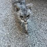 Foto de gato encontrado en Hyeres