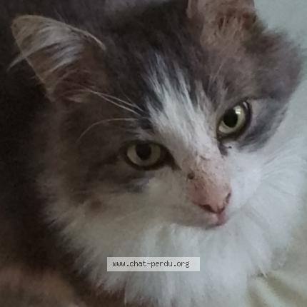 Foto 1/1 Mistigri Chat perdido en Clery en vexin