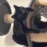 Foto del gato perdido en Martigues