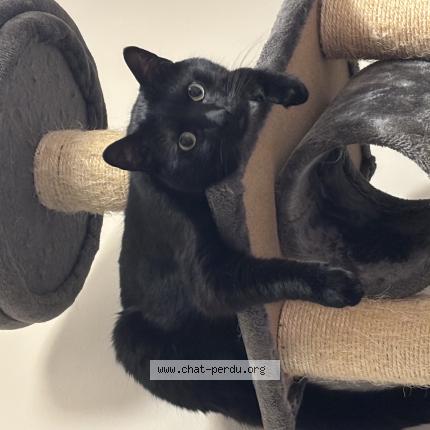 Foto 1/1 Swan Chat perdido en Martigues