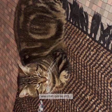 Foto 1/1 Gato encontrado Encontrado en Lamorlaye