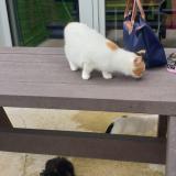 Foto del gato perdido en Montauban De Bretagne