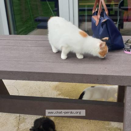 Foto 1/1 Chatons des rues Chat perdido en Montauban de bretagne