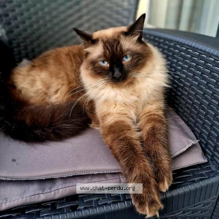 Foto 1/1 POUCHOK Chat perdido en Jette