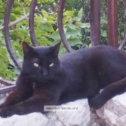 Foto 1/1 Cinou Chat perdido en Evenos