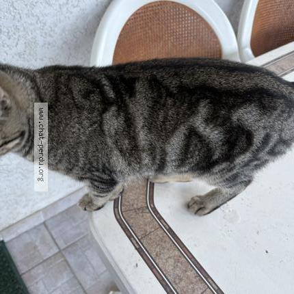 Foto 2/4 Gato encontrado Encontrado en Saint sulpice la pointe