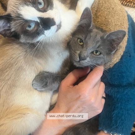 Foto 1/1 Flocon Chat perdido en La chatre