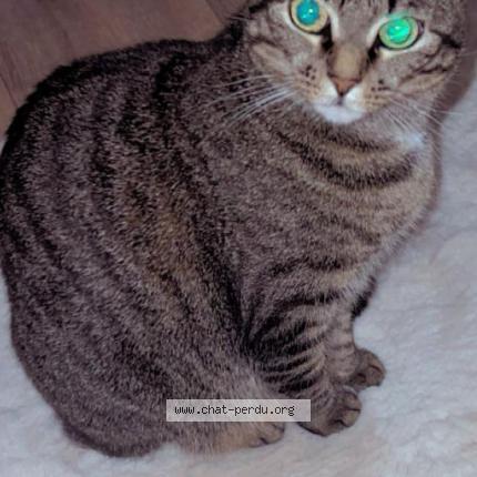 Foto 1/1 Zayna Chat perdido en Bruxelles