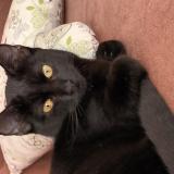 Foto del gato perdido en Canohes