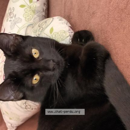 Foto 1/1 Gigi Chat perdido en Canohes