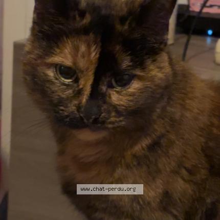 Foto 1/1 Tokyo Chat perdido en Sancoins