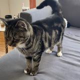 Foto de gato encontrado en Watermael Boitsfort