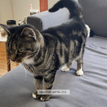 Foto 1/1 Gato encontrado Encontrado en Watermael boitsfort