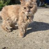 Foto del gato perdido en Breval