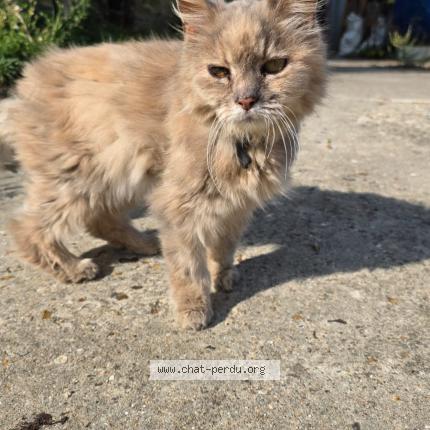 Foto 1/1 Trompette Chat perdido en Breval