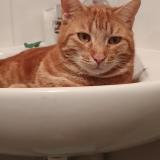 Foto del gato perdido en Montauban