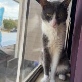 Foto del gato perdido en Houston