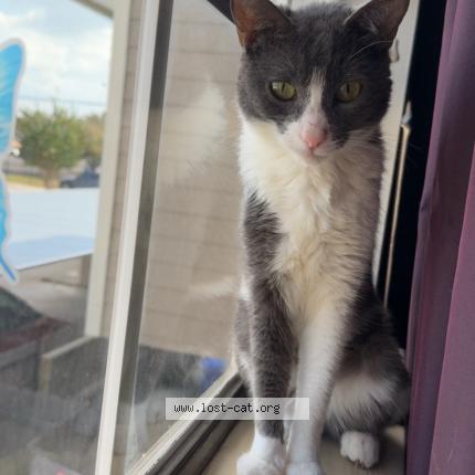 Foto 1/1 Sprite Chat perdido en Houston