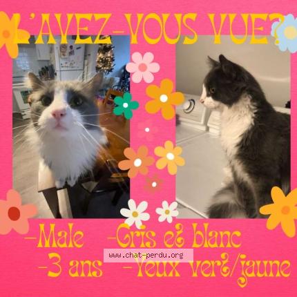 Foto 1/1 Domino Chat perdido en St jean sur richelieu