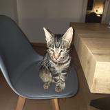 Foto de gato encontrado en Montrond Les Bains