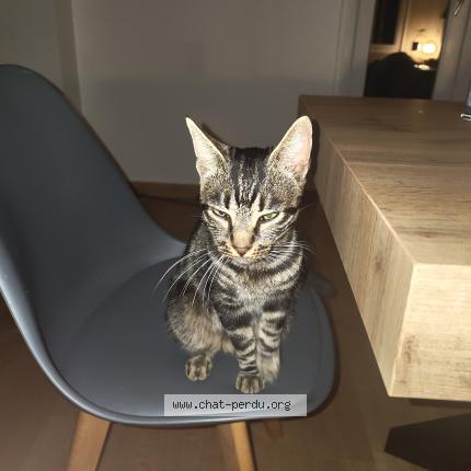 Foto 1/1 Gato encontrado Encontrado en Montrond les bains
