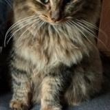 Foto del gato perdido en Pontchateau