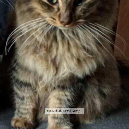 Foto 1/1 Gato encontrado Perdido en Pontchateau