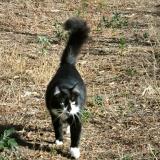 Foto del gato perdido en Villemolaque