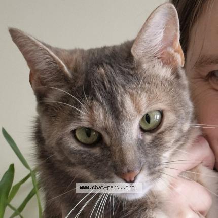 Foto 1/1 Câline Chat perdido en Chavagnes en paillers