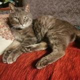 Foto de gato encontrado en St Usuge