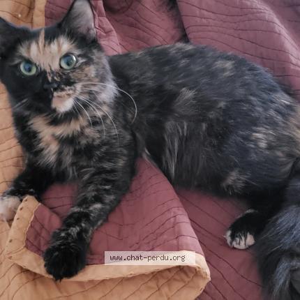 Foto 1/1 Gato encontrado Encontrado en Montreal