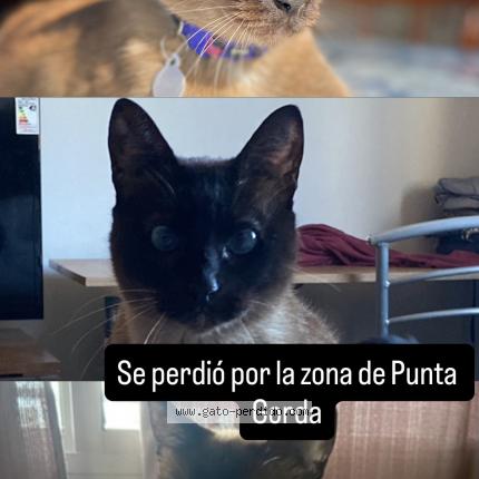 Foto 1/1 Luda Chat perdido en Punta gorda