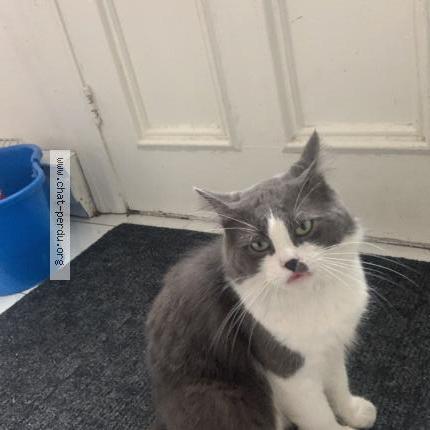 Foto 1/1 Lee chee Chat perdido en St lambert