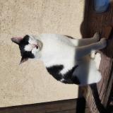 Foto de gato encontrado en Puy Saint Eusebe