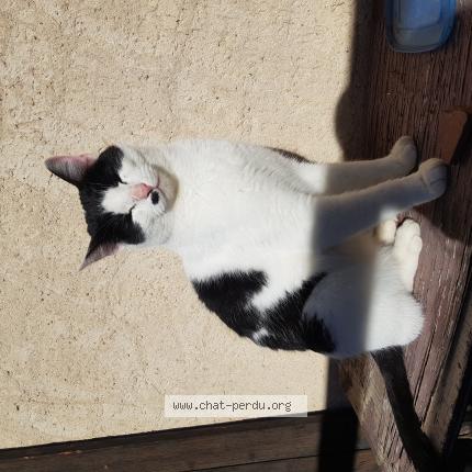 Foto 1/1 Gato encontrado Encontrado en Puy saint eusebe