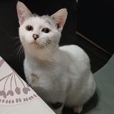 Foto del gato perdido en Crespin