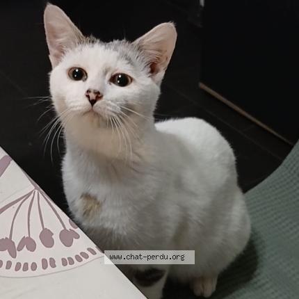 Foto 1/1 Jules Chat perdido en Crespin