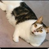 Foto del gato perdido en Marseille