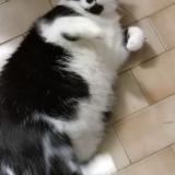 Foto de gato encontrado en La Roche Sur Yon