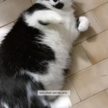 Foto 1/1 Gato encontrado Encontrado en La roche sur yon